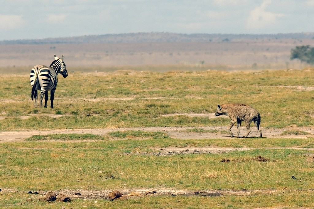 Kenia (247).jpg